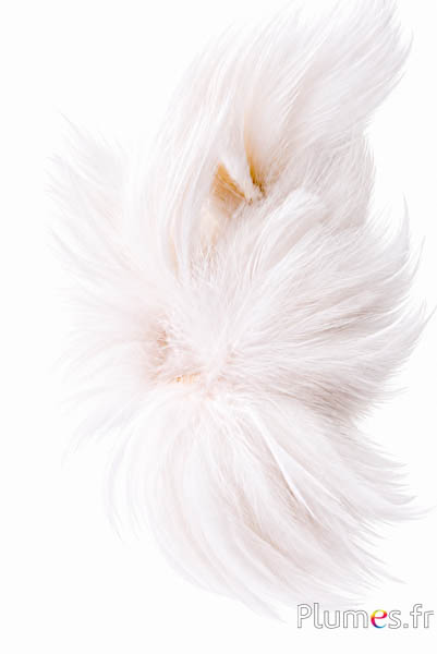 Gallo - 8-12 cm - bianco